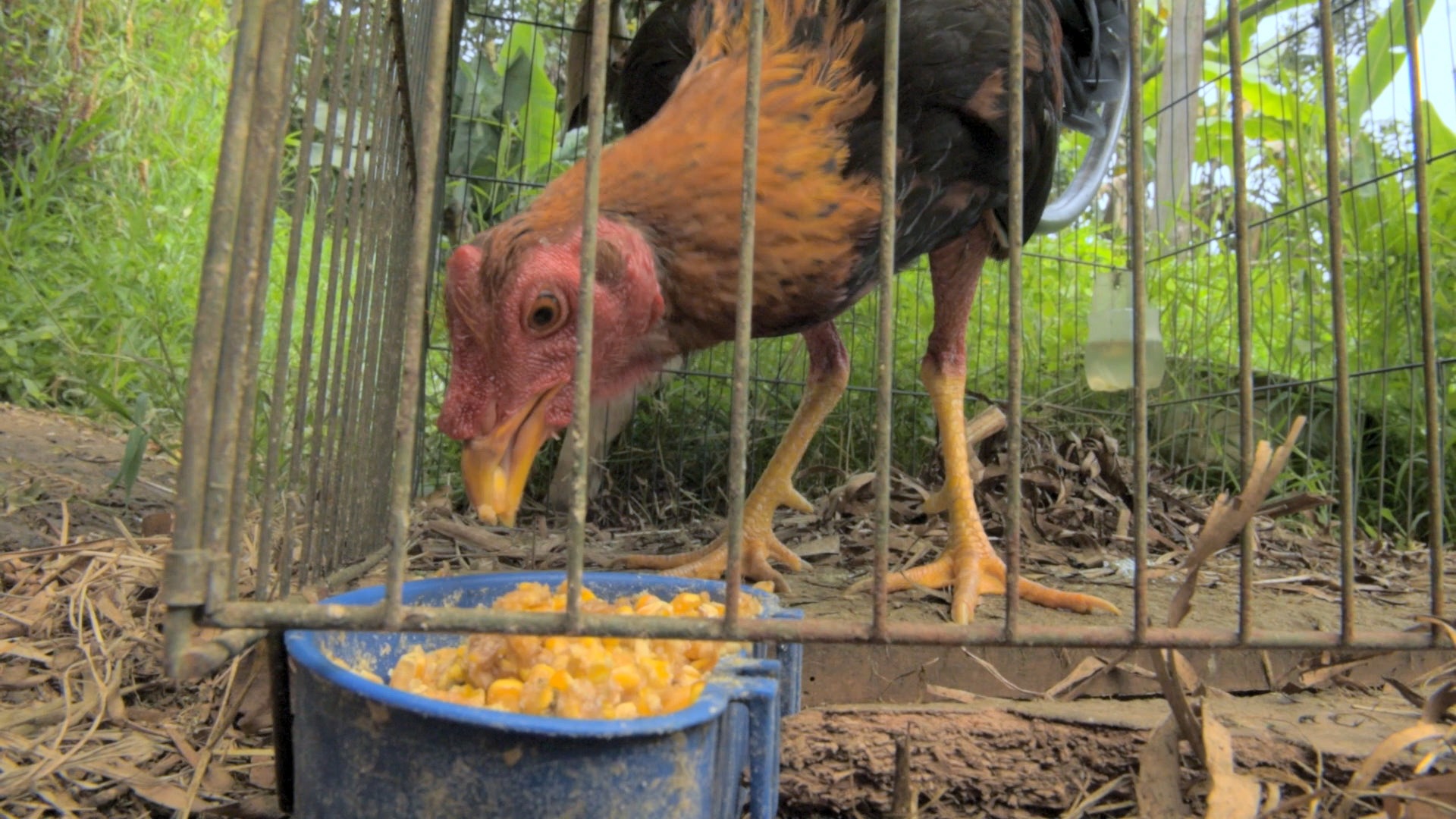 Como Gallos — Fotograma 1