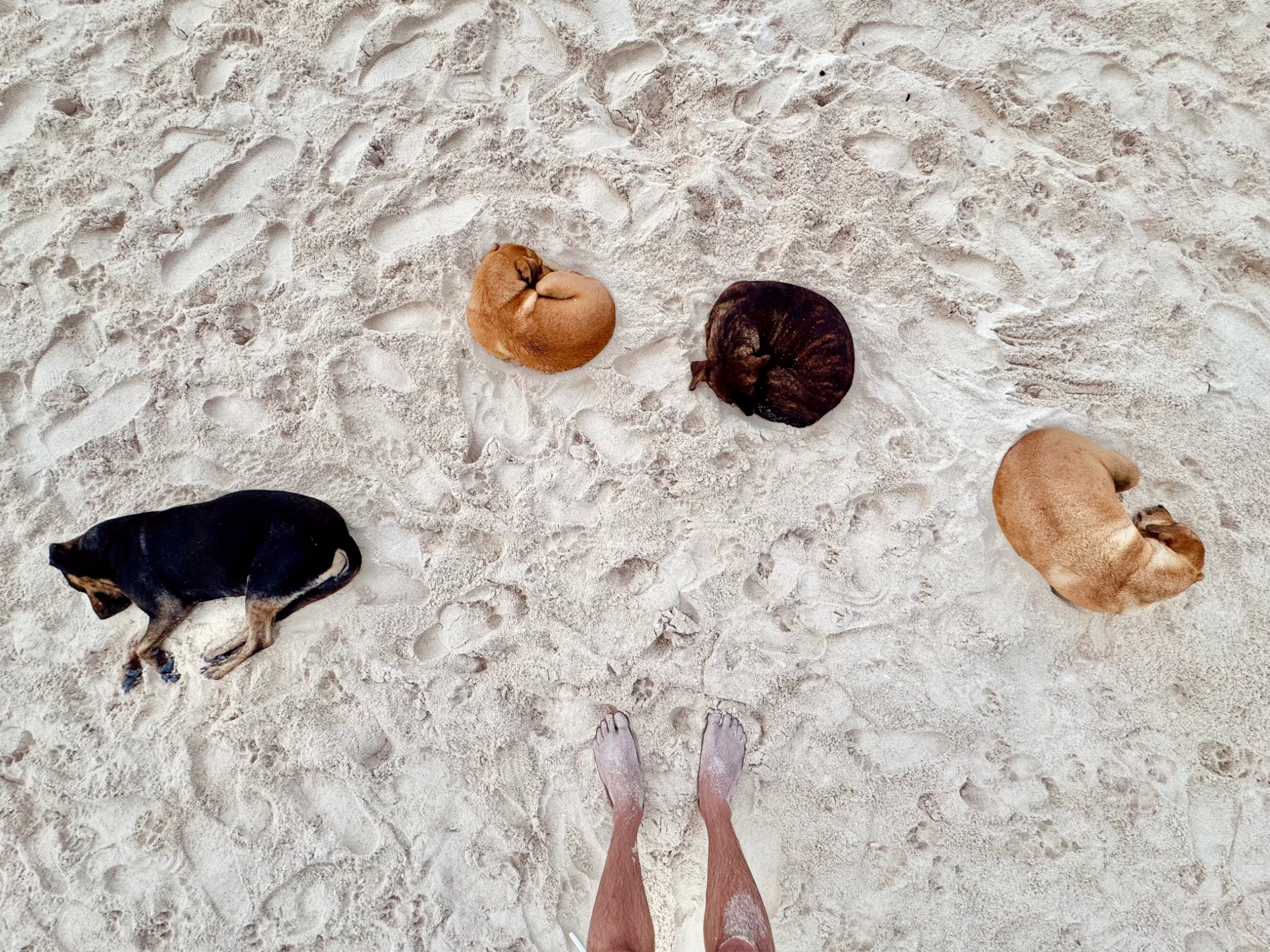 Cuatro perros descansan en la arena; los pies del fotógrafo aparecen en el borde inferior.